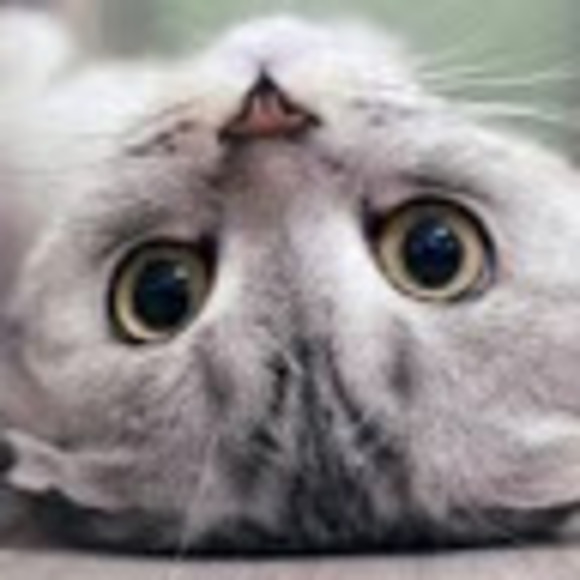 Meet your Posher, Rory - Picture 1 of 1